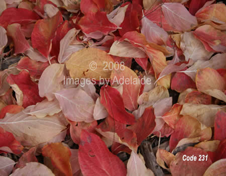 Fallen Aspen Leaves